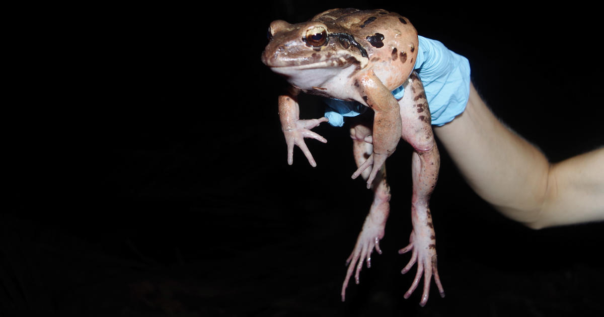 Joining forces to save the Mountain Chicken frog Taronga Conservation
